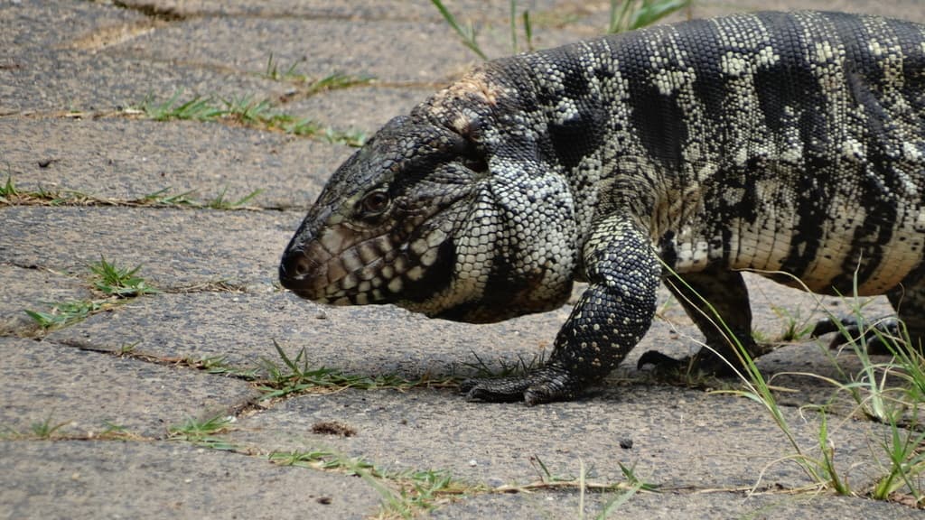 Lagarto overo