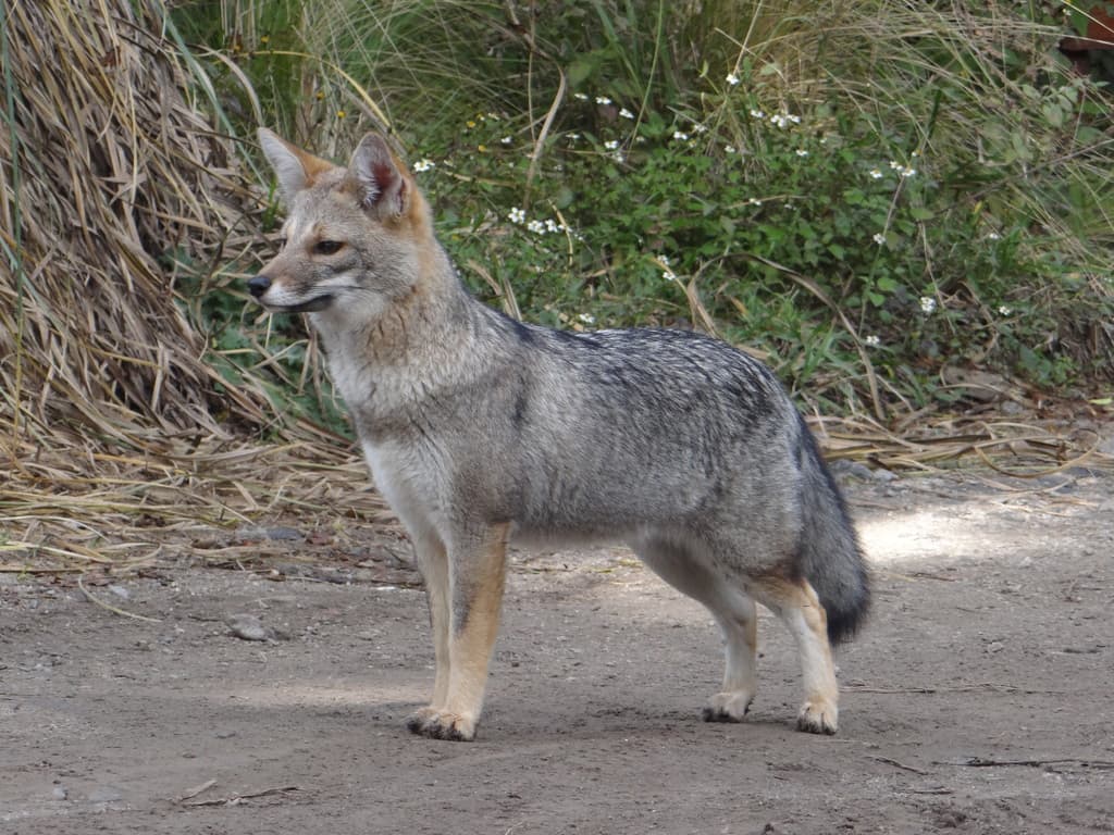 Zorro gris