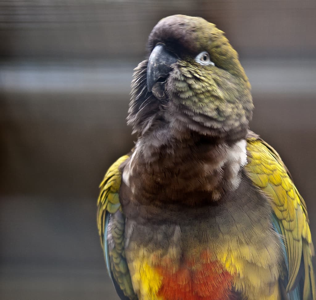 Loro barranquero
