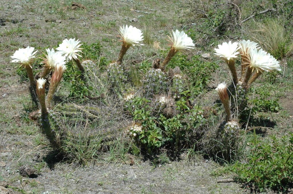 Cardón