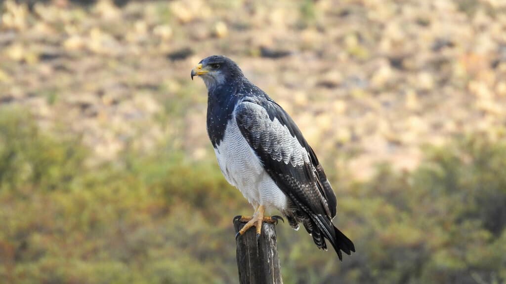 Águila mora